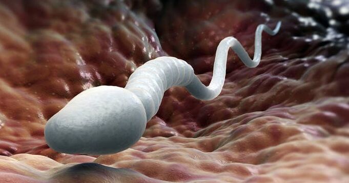 сперматозоїд